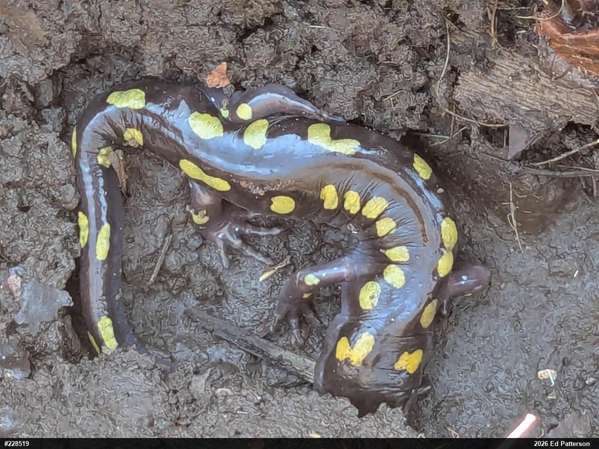 Spotted Salamander