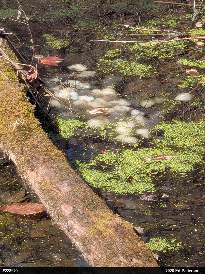 Spotted Salamander
