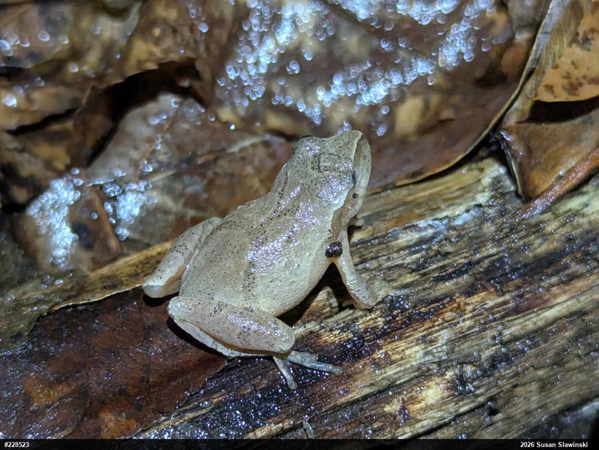 Spring Peeper