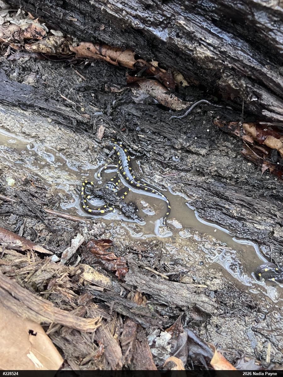 Spotted Salamander