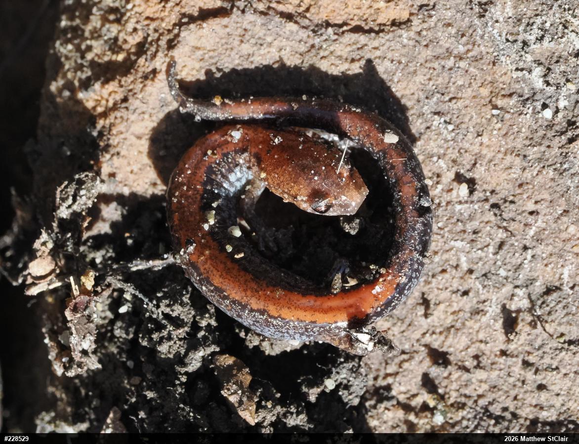 Eastern Red-backed  Salamander