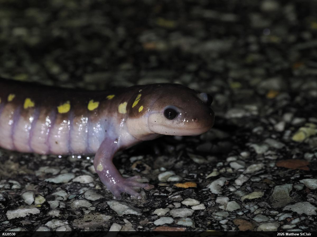 Spotted Salamander