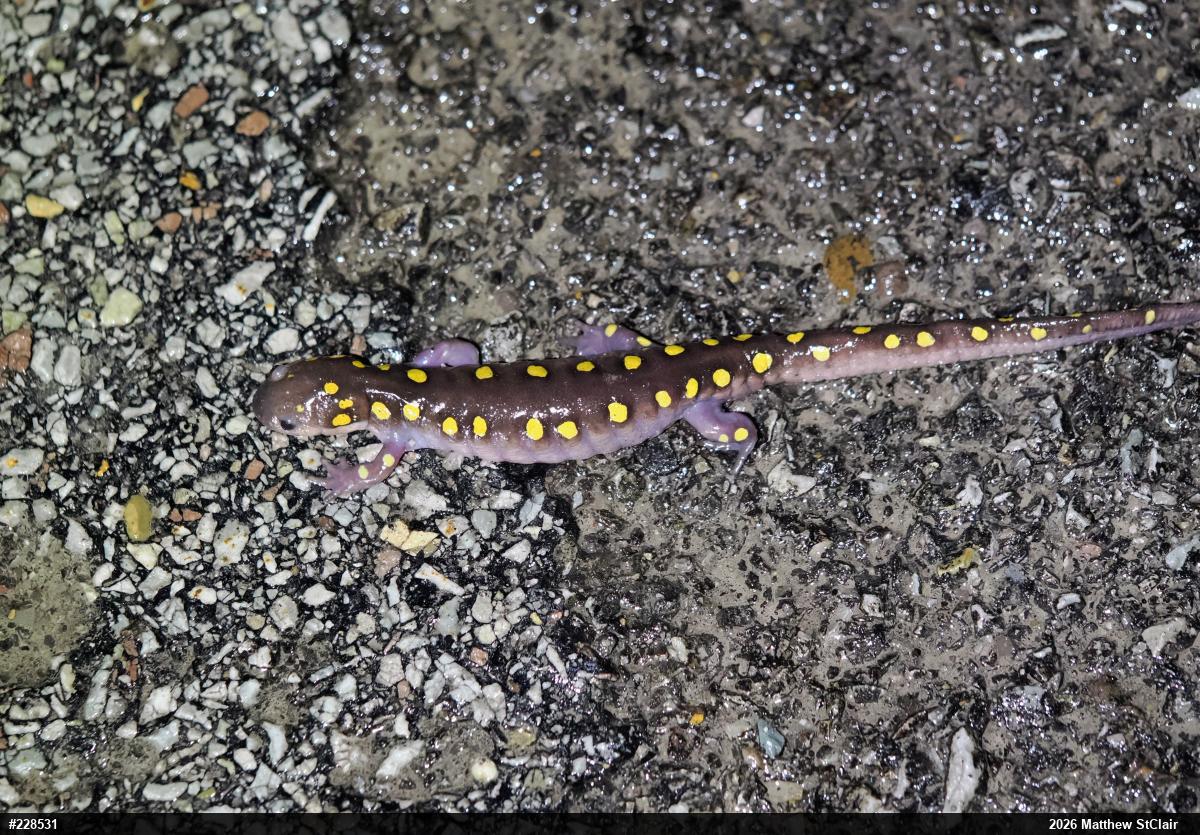 Spotted Salamander