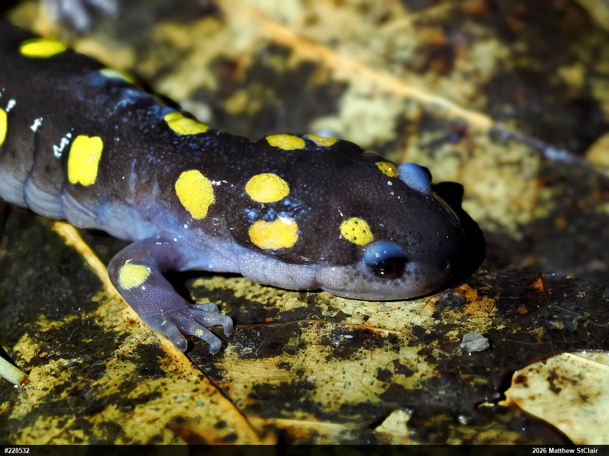 Spotted Salamander