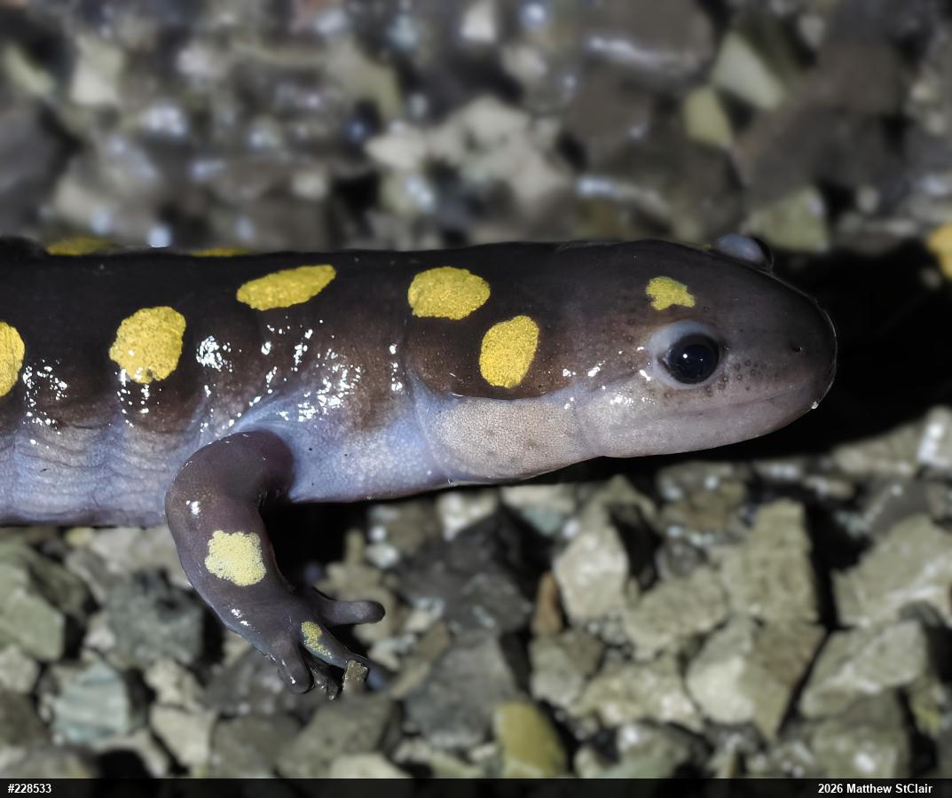 Spotted Salamander