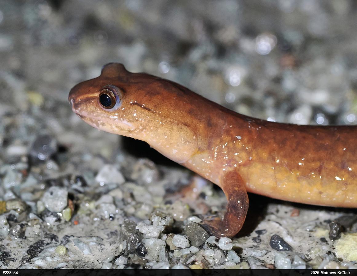 Northern Spring Salamander