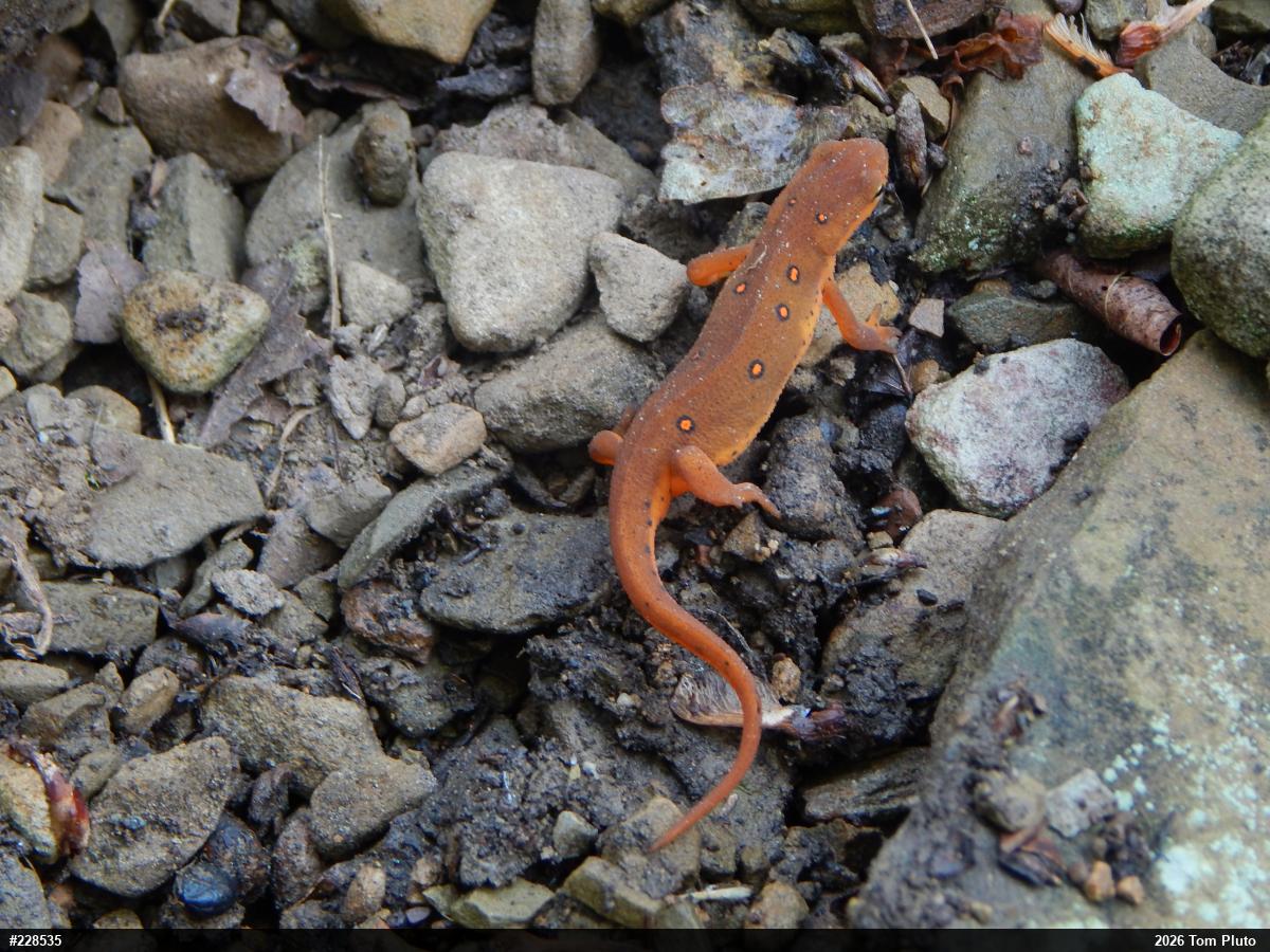 Red-spotted Newt