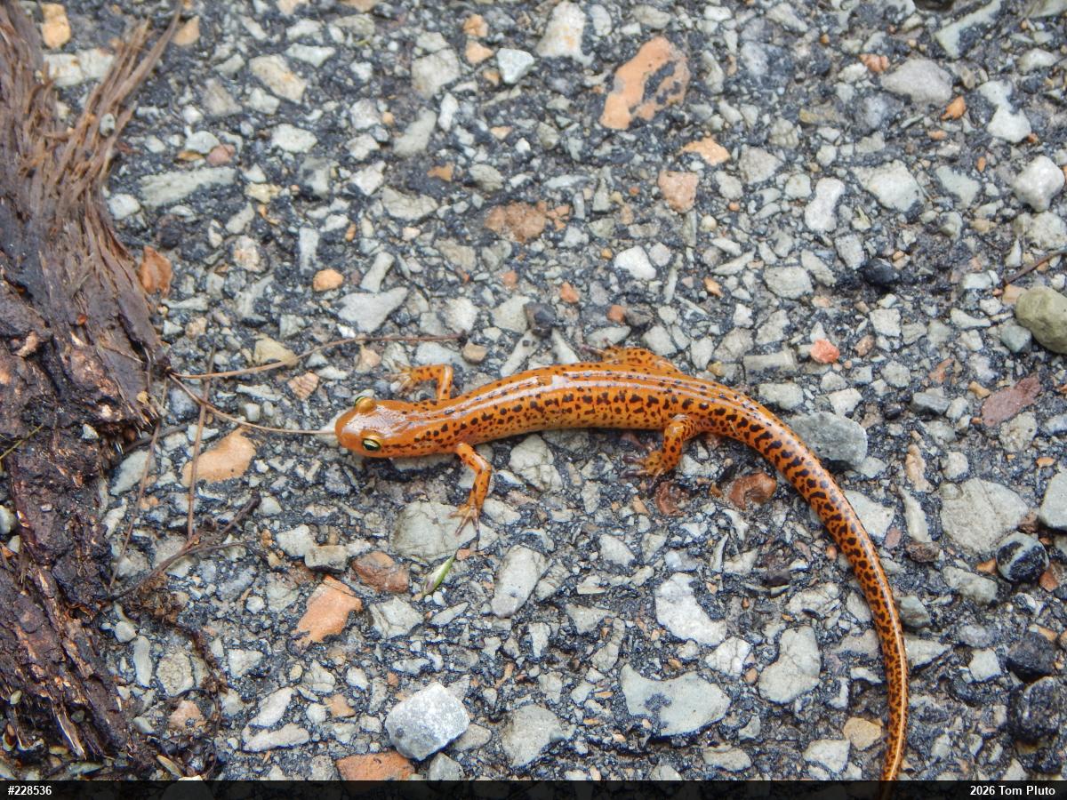 Eastern Long-tailed Salamander