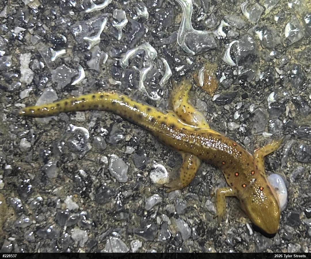 Red-spotted Newt