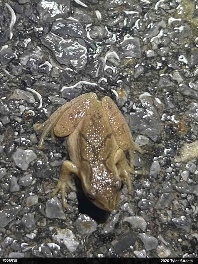 Spring Peeper
