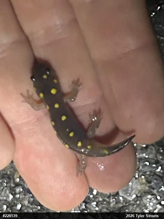 Spotted Salamander