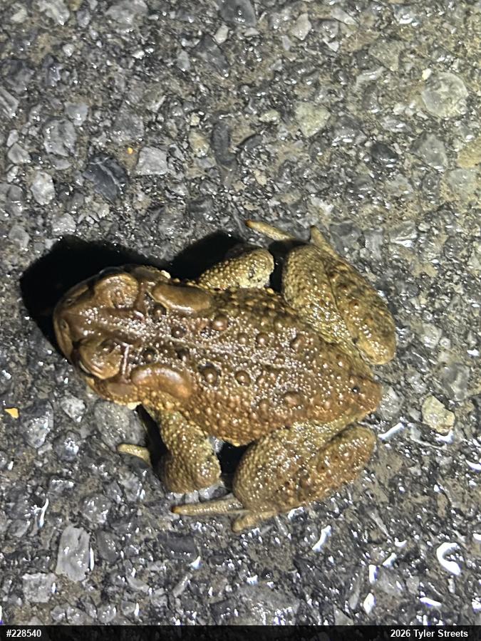 Eastern American Toad
