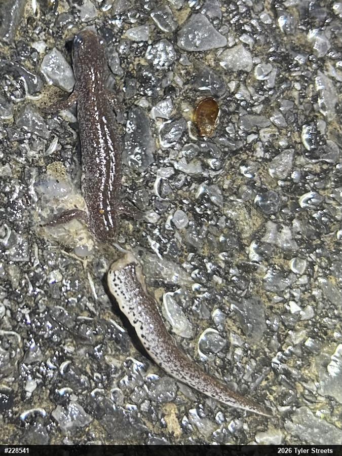 Four-toed Salamander