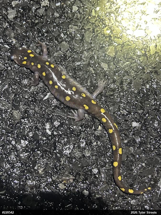 Spotted Salamander
