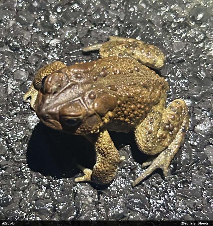 Eastern American Toad