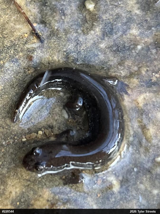 Northern Dusky Salamander