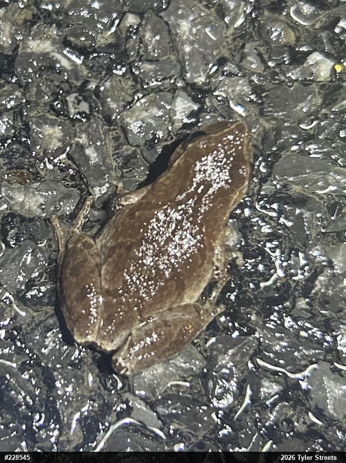Spring Peeper