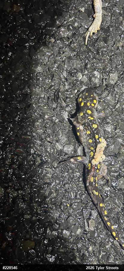 Spotted Salamander