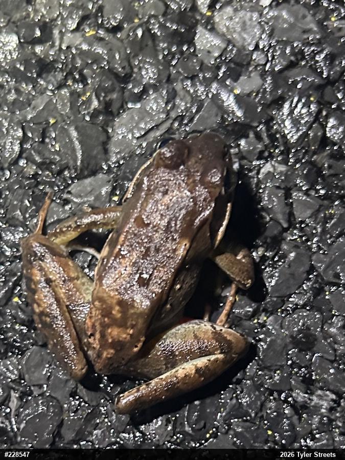 Wood Frog
