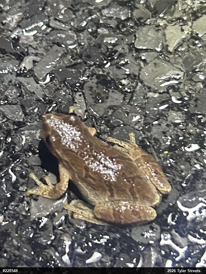 Spring Peeper