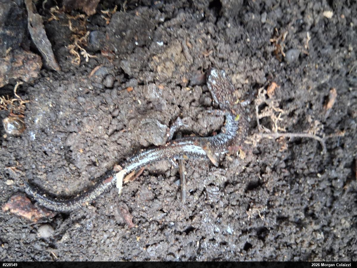 Northern Ravine Salamander