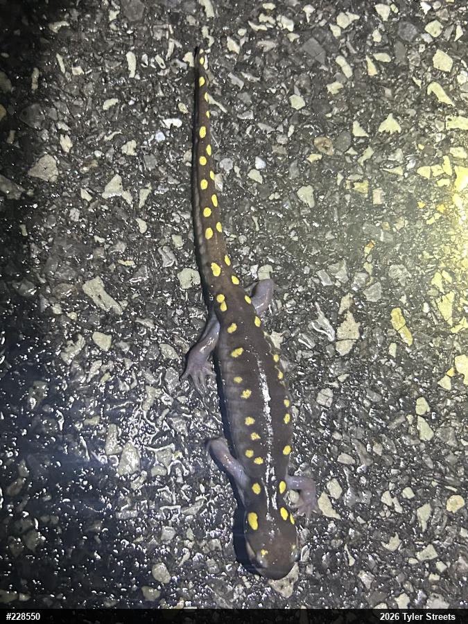 Spotted Salamander