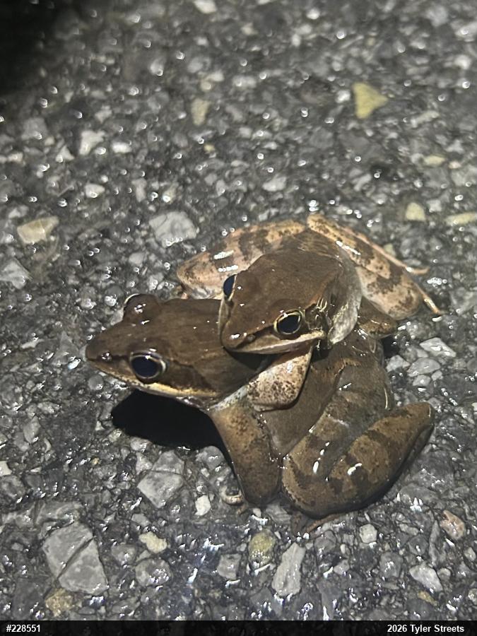 Wood Frog