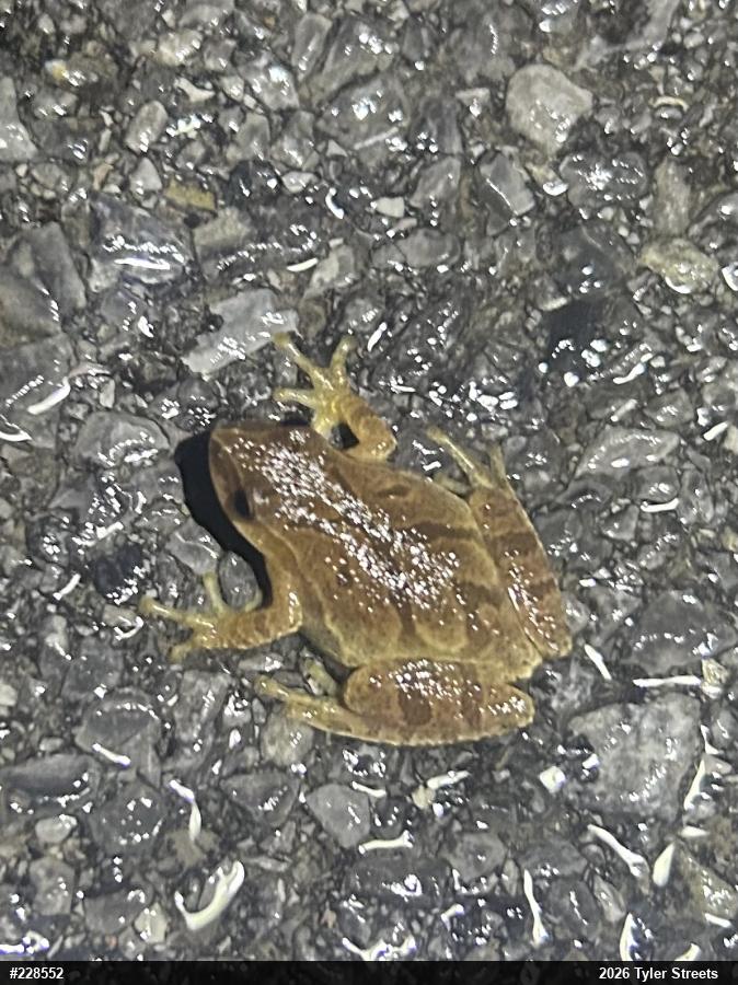 Spring Peeper