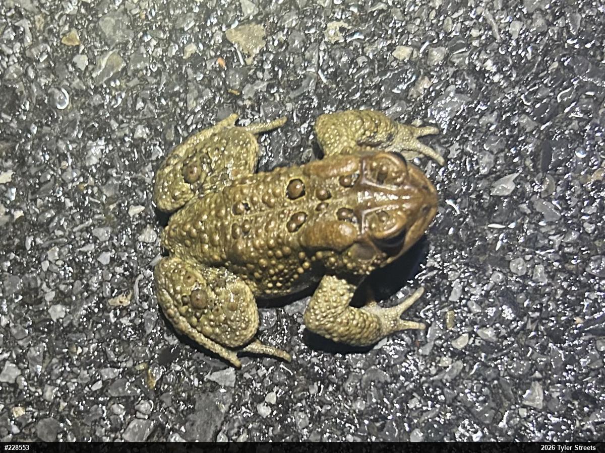 Eastern American Toad