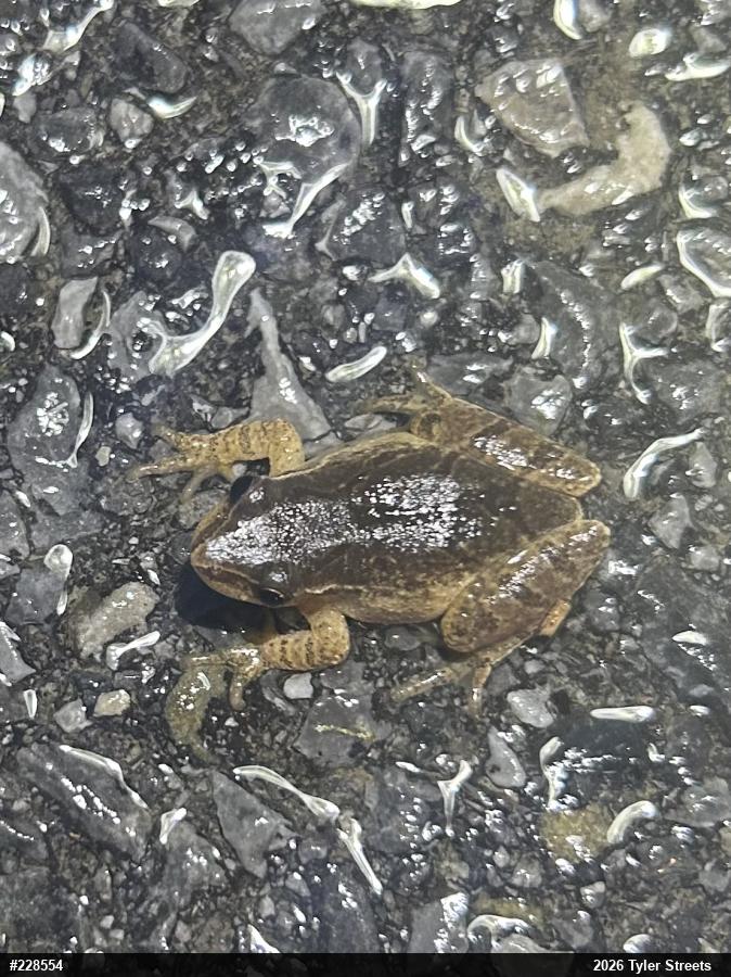 Spring Peeper
