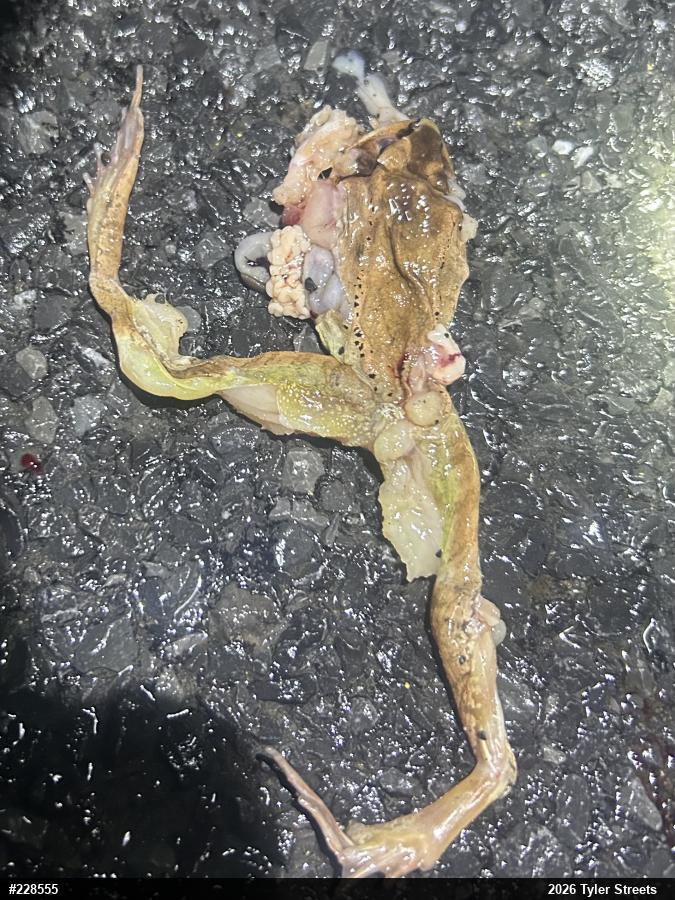 Wood Frog