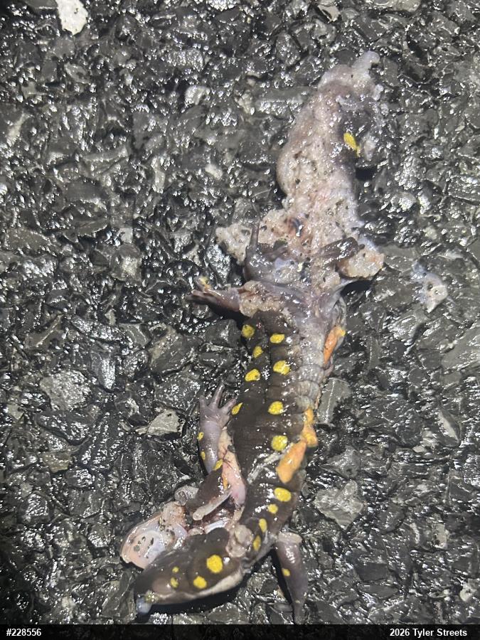 Spotted Salamander