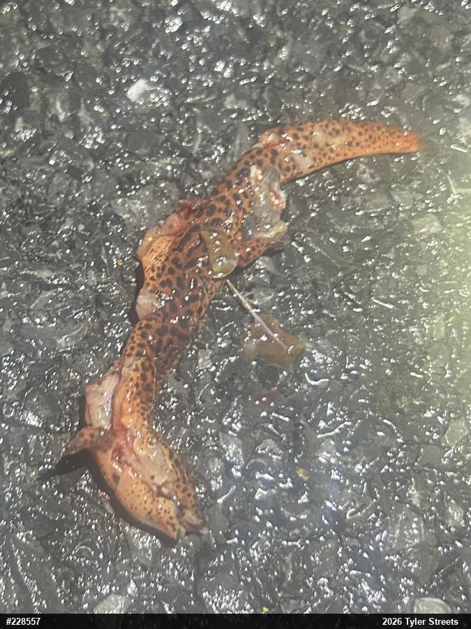 Northern Red Salamander