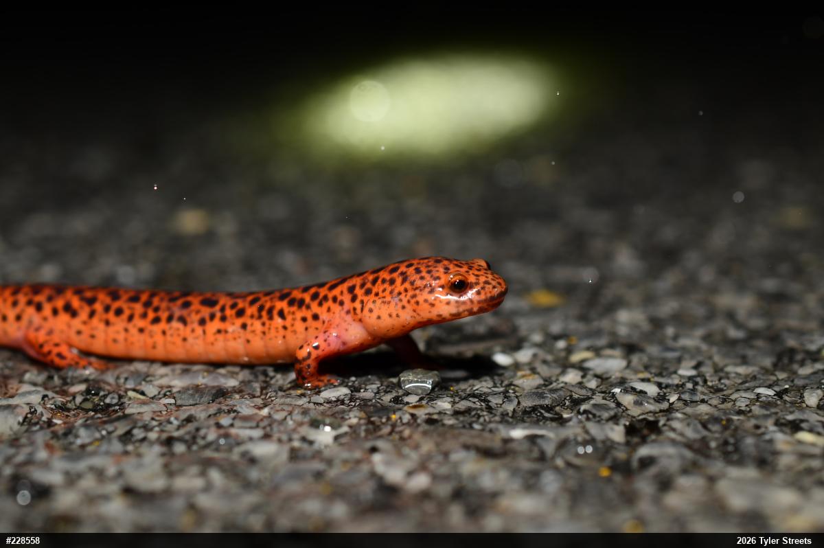 Northern Red Salamander