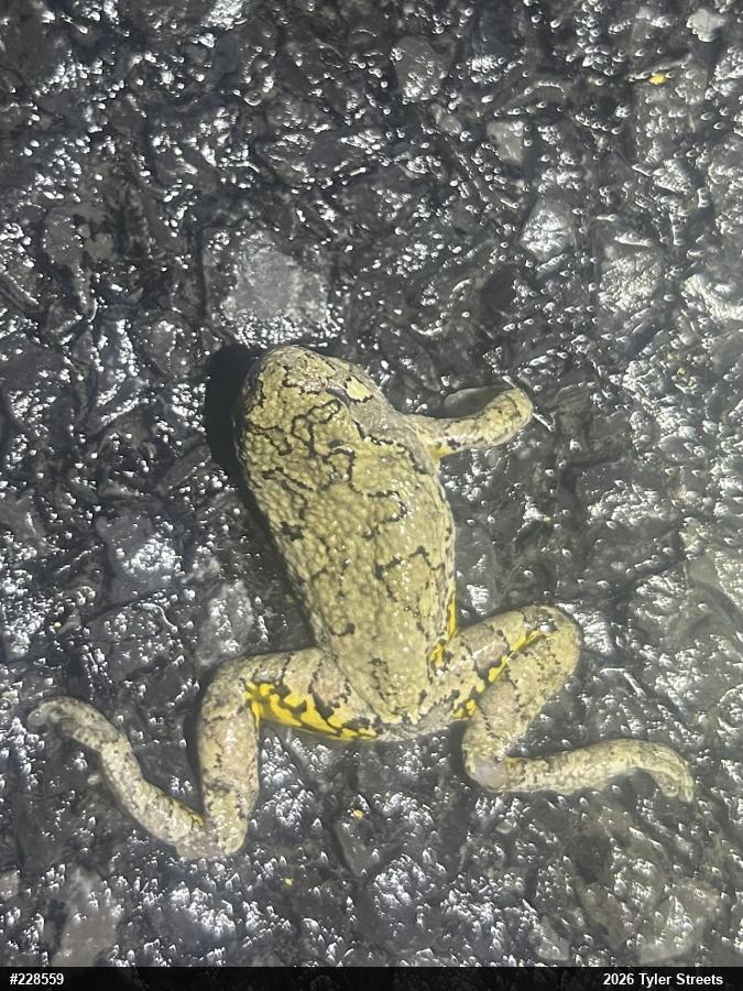 Unknown Gray Treefrog