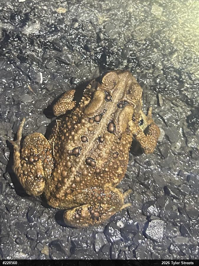 Eastern American Toad