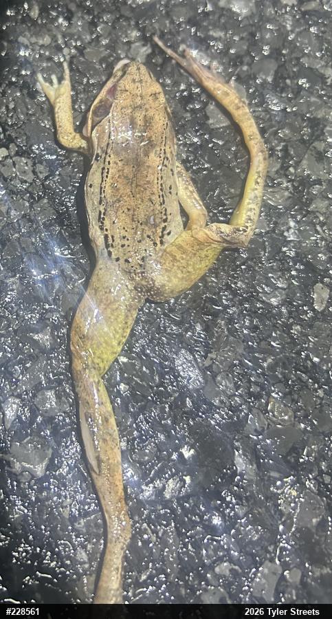 Wood Frog