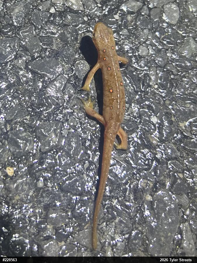 Red-spotted Newt