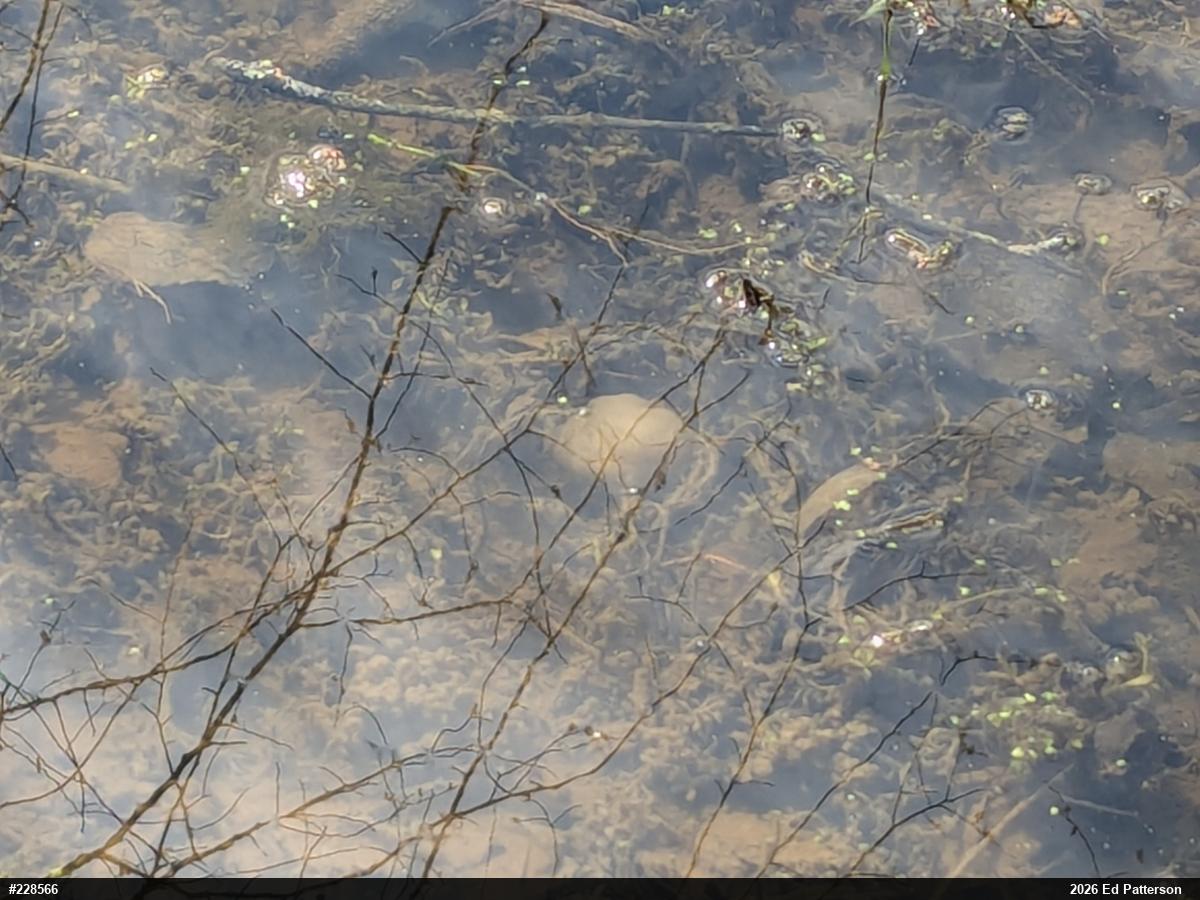 Spotted Salamander