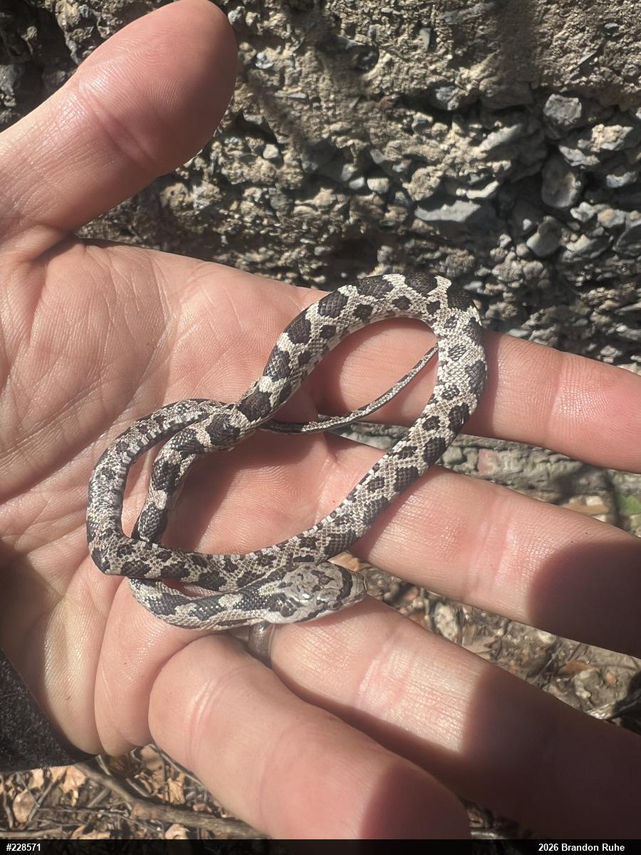 Eastern Ratsnake
