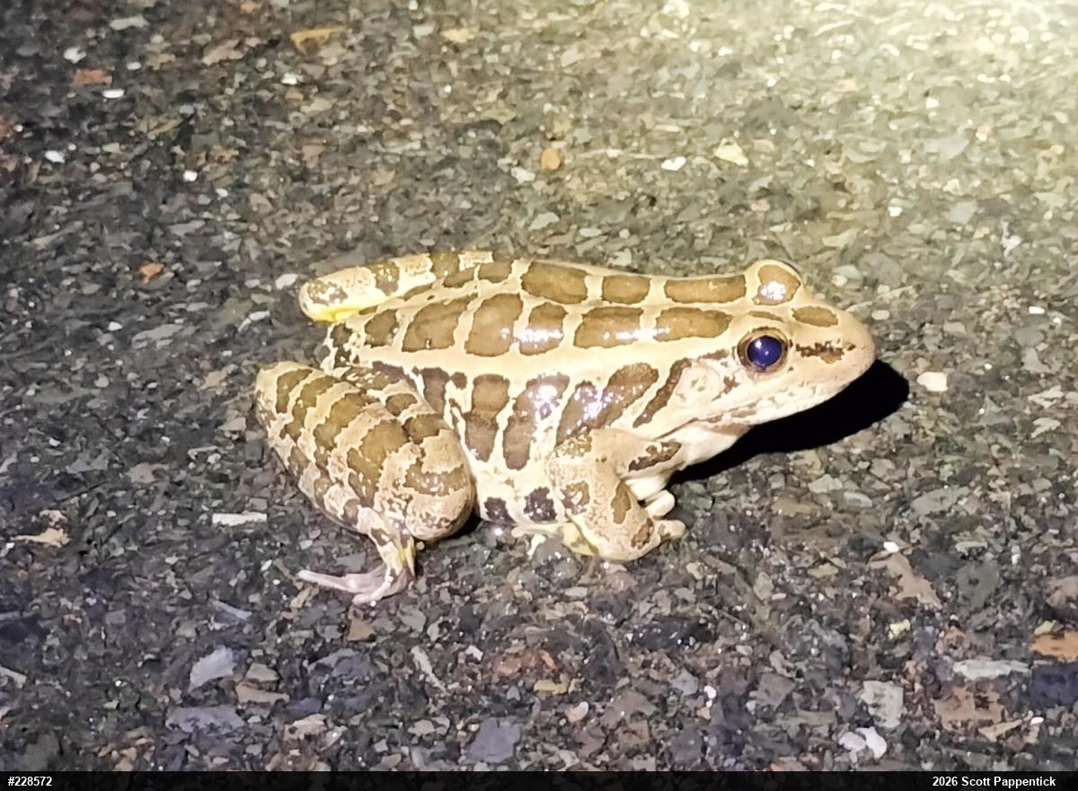 Pickerel Frog