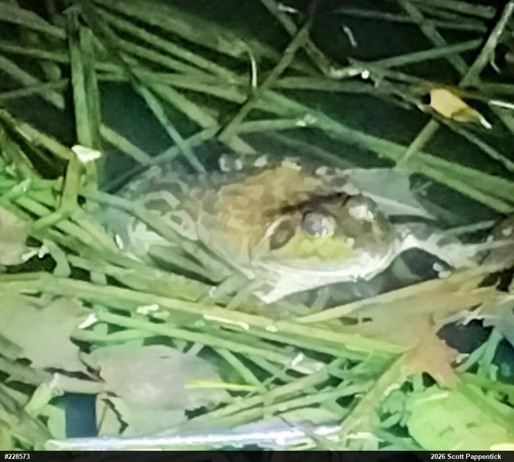 American Bullfrog