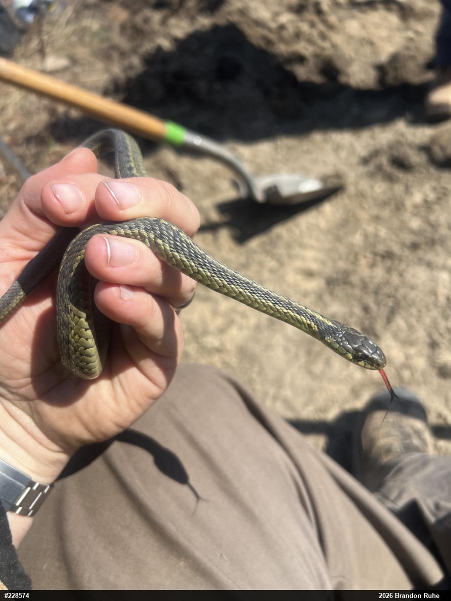 Eastern Gartersnake