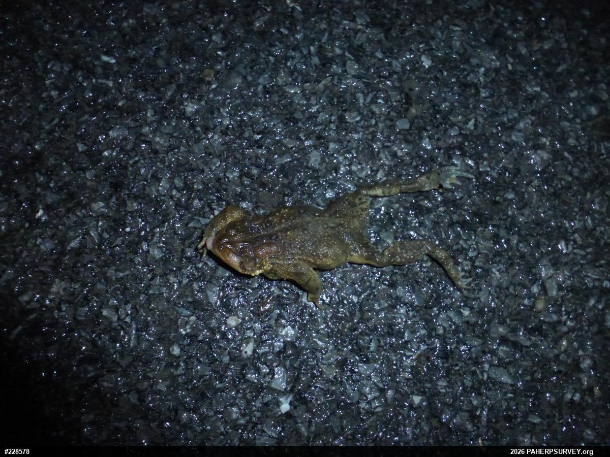Eastern American Toad