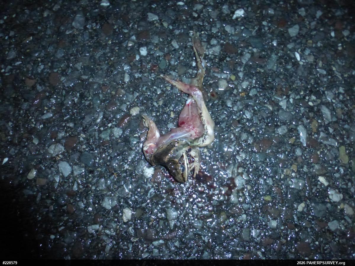 Wood Frog