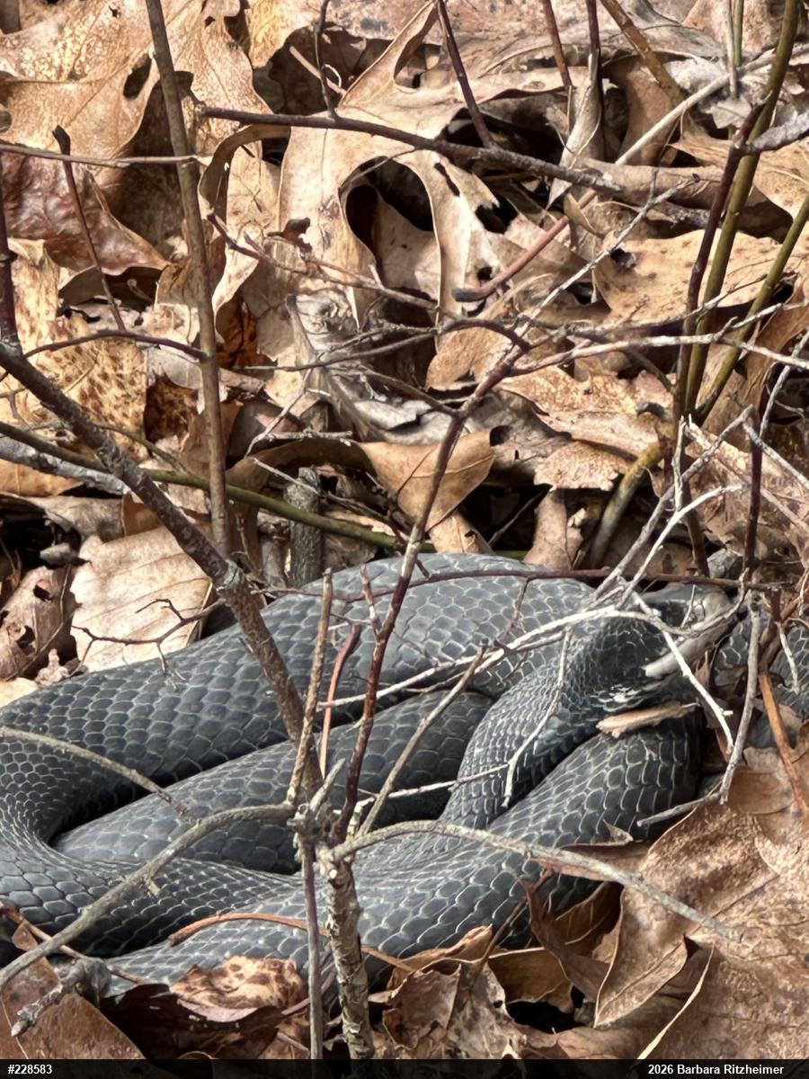 Northern Black Racer