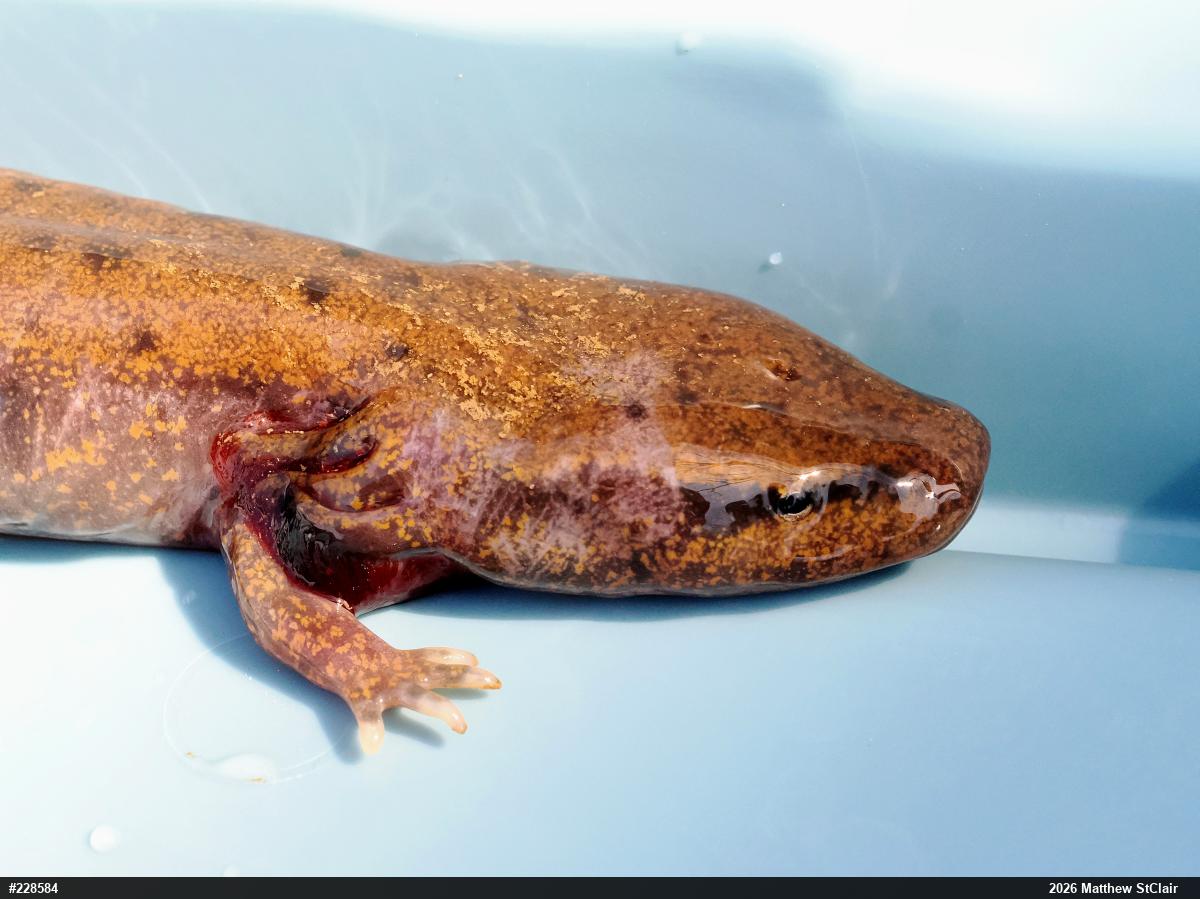 Common Mudpuppy
