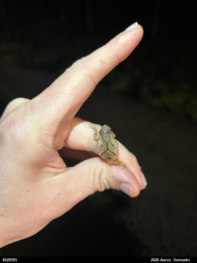 Spring Peeper