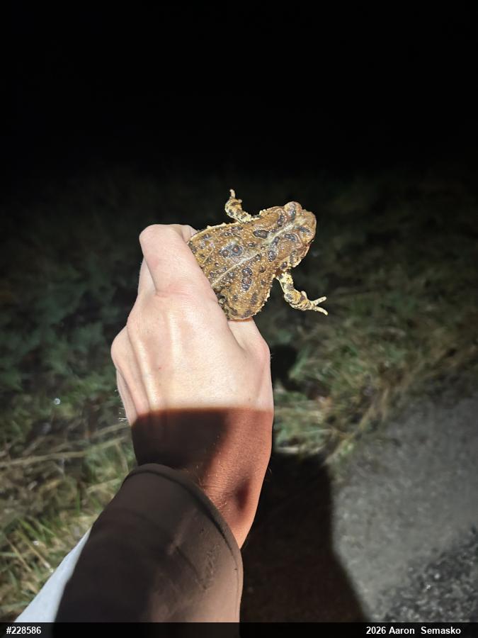 Eastern American Toad