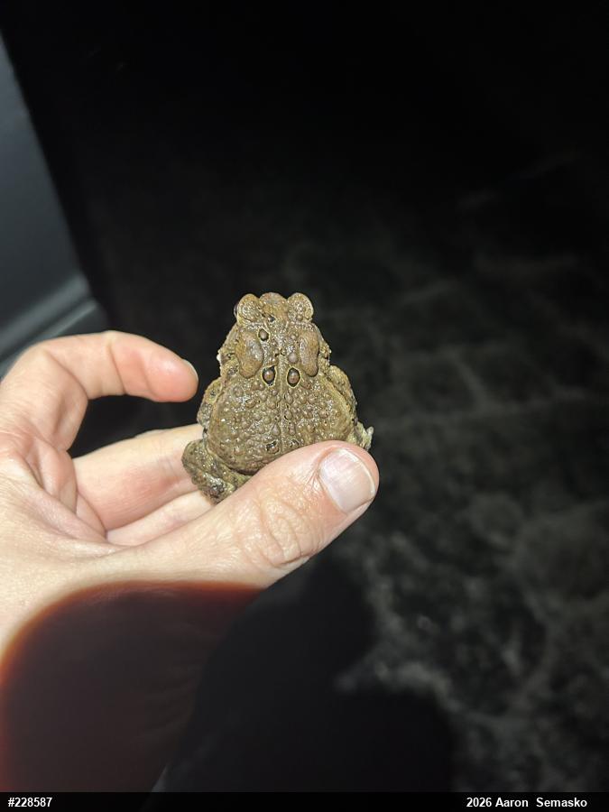 Eastern American Toad
